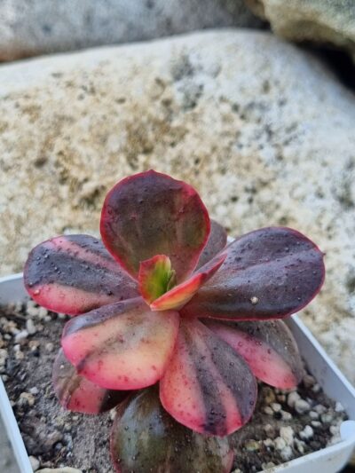 Echeveria Primadonna var - Зображення 2