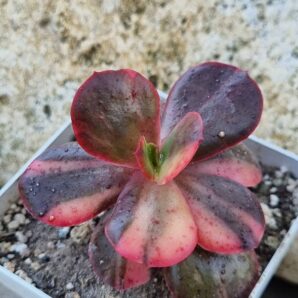 Echeveria Primadonna var
