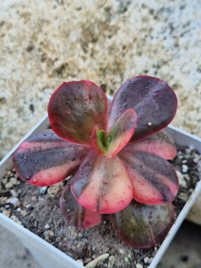Echeveria Primadonna var