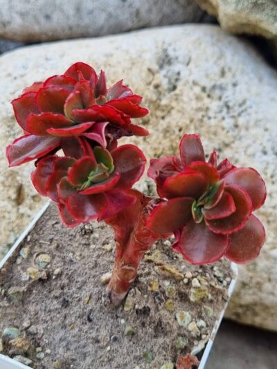 Echeveria Pappy's rose cristata - Зображення 3