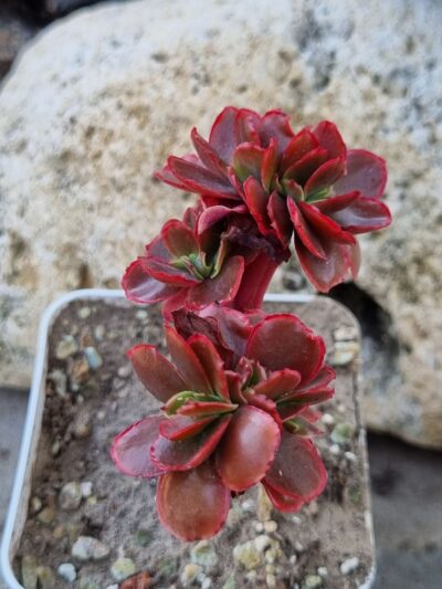 Echeveria Pappy's rose cristata - Зображення 2