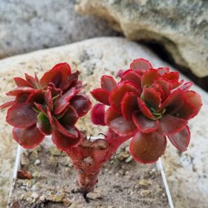 Echeveria Pappy's rose cristata
