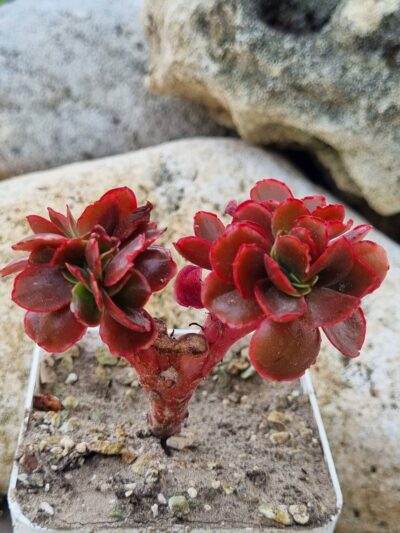 Echeveria Pappy's rose cristata