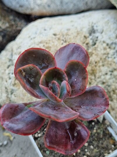 Echeveria Goiabinha variegata - Зображення 2