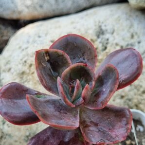 Echeveria Goiabinha variegata