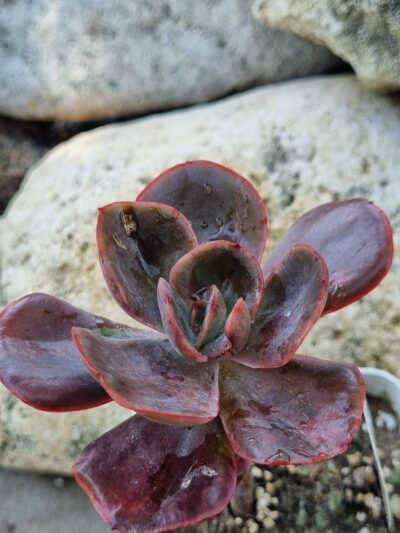 Echeveria Goiabinha variegata