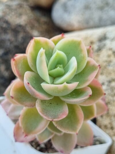 Echeveria Pink Vera var - Зображення 2