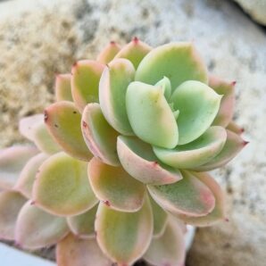 Echeveria Pink Vera var