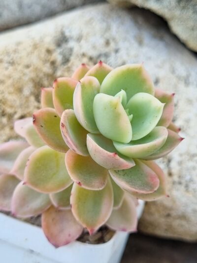 Echeveria Pink Vera var