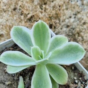 Echeveria Lemon rose var