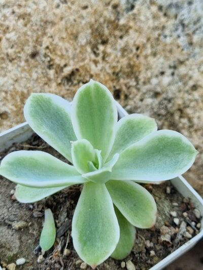 Echeveria Lemon rose var