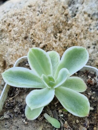 Echeveria Lemon rose var - Зображення 2