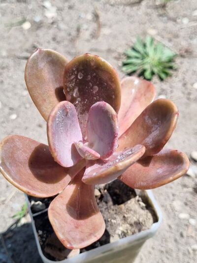 Echeveria Pampoteus variegated - Зображення 2