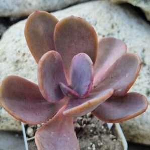 Echeveria Pampoteus variegated