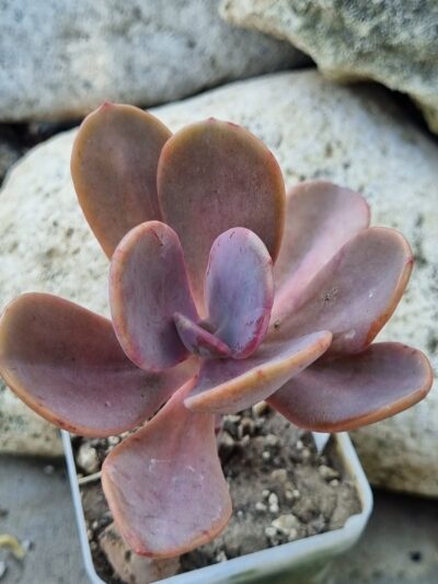 Echeveria Pampoteus variegated