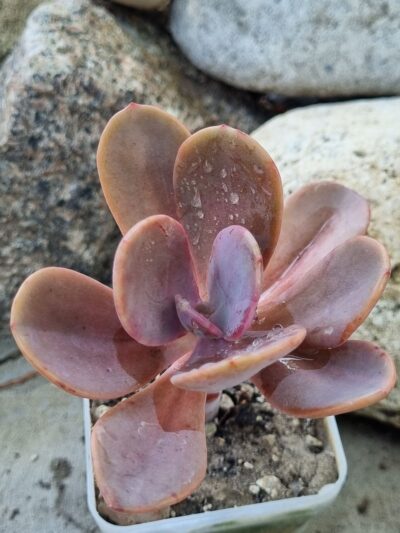 Echeveria Pampoteus variegated - Зображення 3