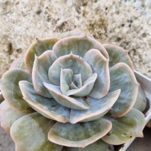 Echeveria Marble var