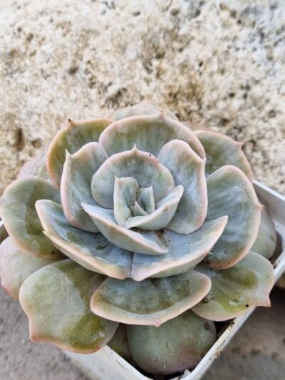 Echeveria Marble var