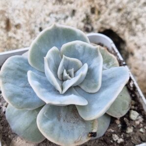 Echeveria Marble var