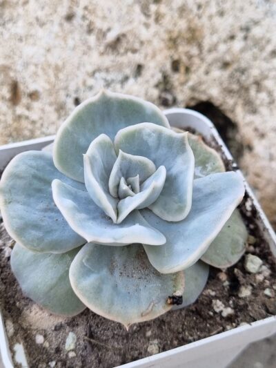Echeveria Marble var