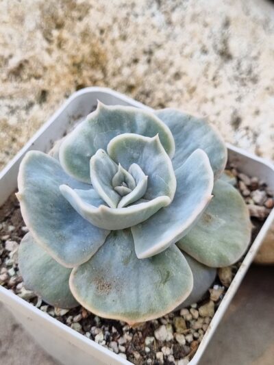 Echeveria Marble var - Зображення 2