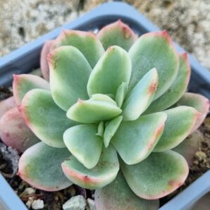 Echeveria Luella var