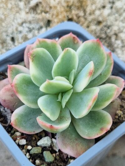 Echeveria Luella var
