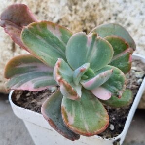 Echeveria Berserk variegata