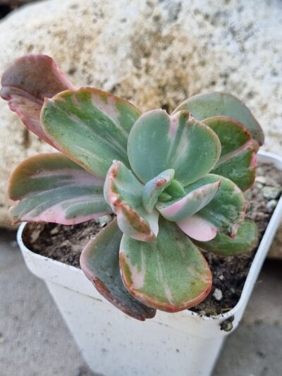 Echeveria Berserk variegata