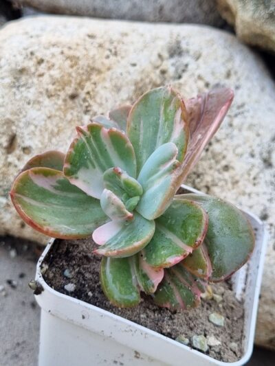 Echeveria Berserk variegata - Зображення 2