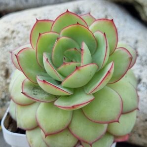 Echeveria Chrysanthemym