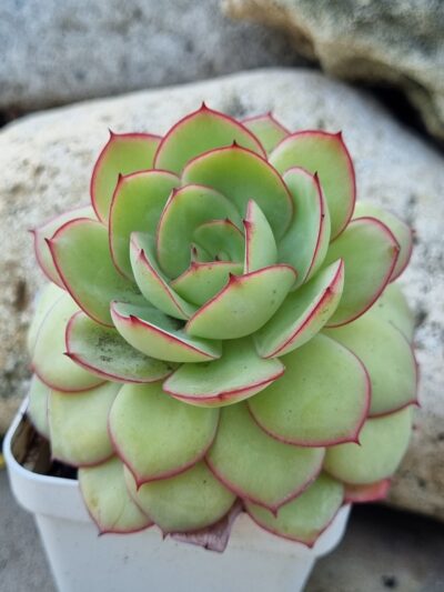 Echeveria Chrysanthemym