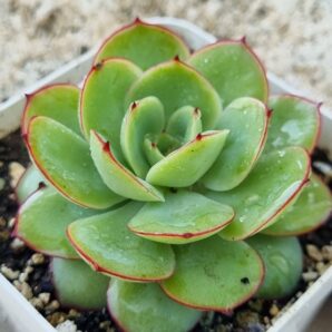 Echeveria Chrysanthemym