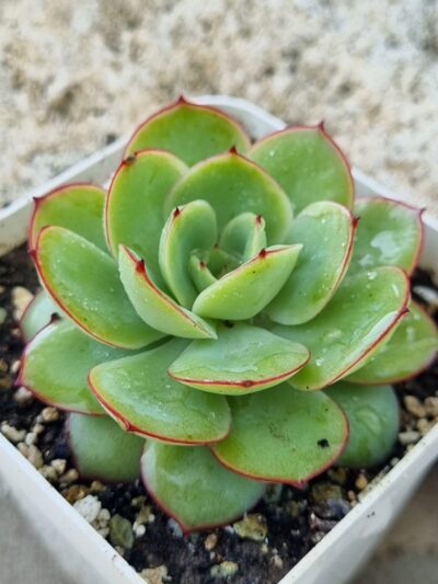 Echeveria Chrysanthemym