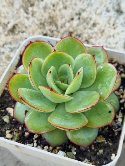 Echeveria Chrysanthemym - Зображення 2