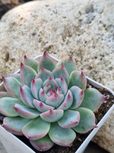Echeveria Lindsanyana - Зображення 2