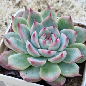 Echeveria Lindsanyana