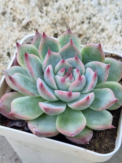 Echeveria Lindsanyana