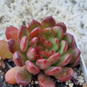 Echeveria Pink Ruby
