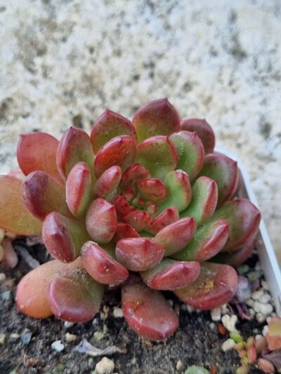 Echeveria Pink Ruby