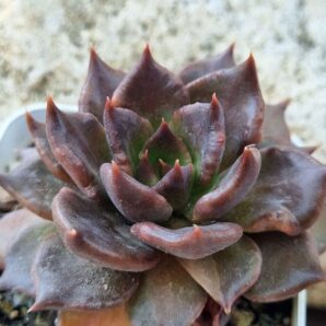 Echeveria Super Bowl