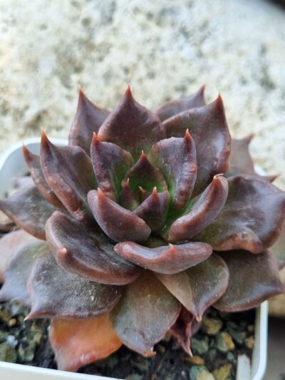 Echeveria Super Bowl
