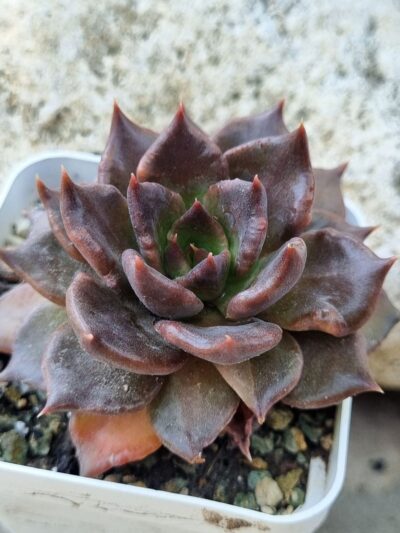 Echeveria Super Bowl - Зображення 2