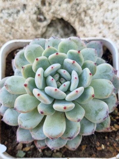 Echeveria Viant - Зображення 2