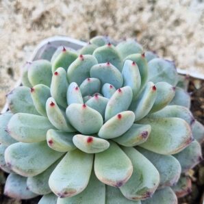 Echeveria Viant