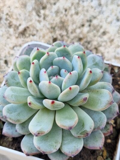 Echeveria Viant