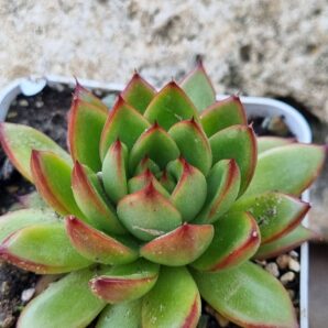 Echeveria agavoides Christmas