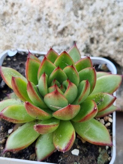 Echeveria agavoides Christmas