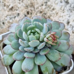 Echeveria Star Orange