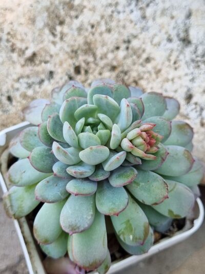 Echeveria Star Orange